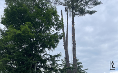 CHOISIR LE BON MOMENT POUR L’ÉLAGAGE DE SES ARBRES