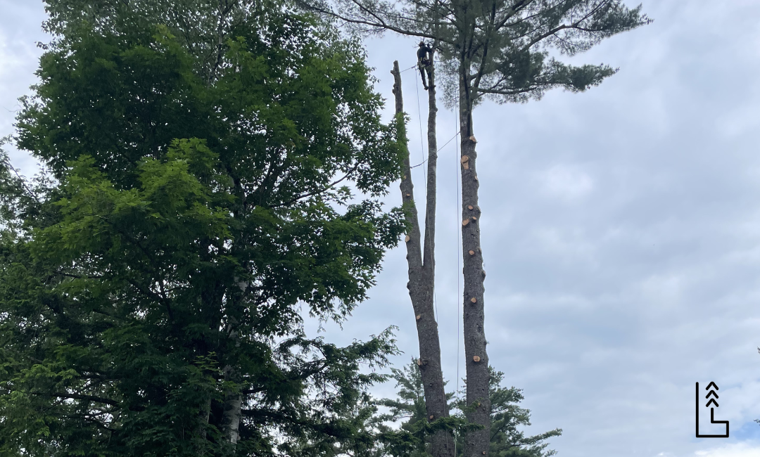 CHOISIR LE BON MOMENT POUR L’ÉLAGAGE DE SES ARBRES