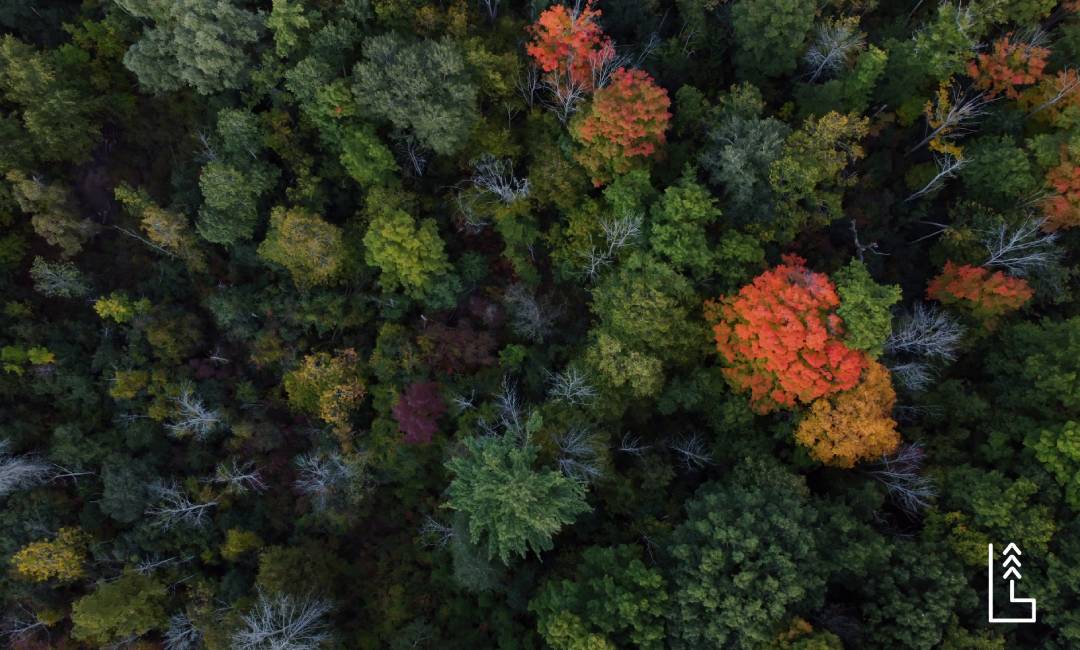 LES 10 ESSENCES D’ARBRES LES MIEUX ADAPTÉES AUX LAURENTIDES