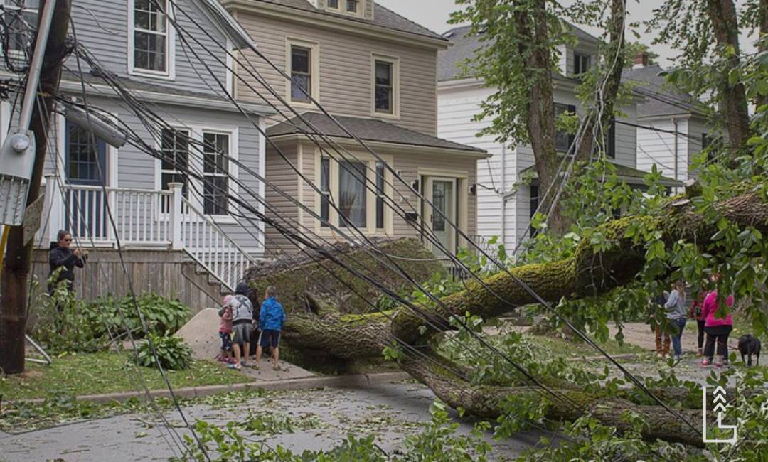 LES RISQUES RELIÉS AUX ARBRES TROP PRÈS DE VOS FILS ÉLECTRIQUES